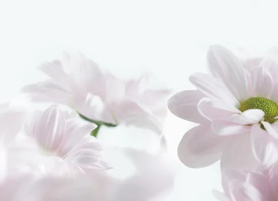 Backsplash option: 435 Décor flower design